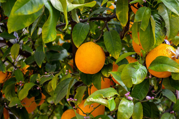 Close up of orange tree.
