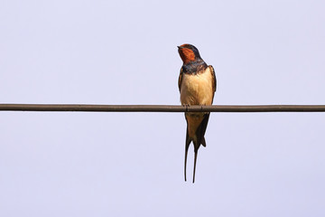 Barn swallow (Hirundo rustica)