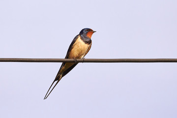 Barn swallow (Hirundo rustica)