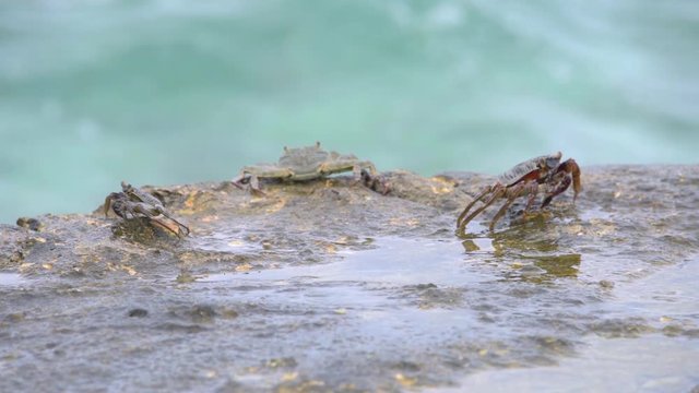 Krabben auf Steinmauer