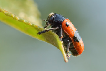 Beautiful red beetle with black on a flower