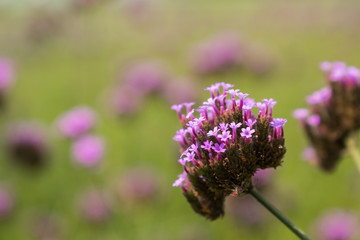 Purple lavender in a beautiful garden.