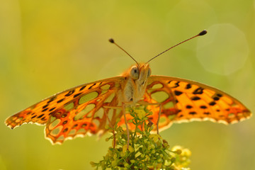 Orange butterfly in the grass in the natural environment
