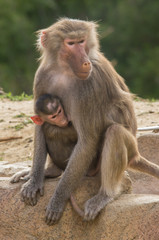 Baby baboon clinging to mom