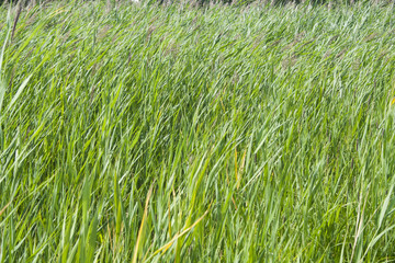 nature in summer in the village