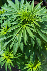 detail view of young cannabis plant