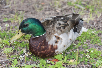 Curious Wild Duck