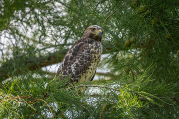 Red-shouldered Hawk