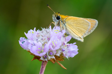Small skipper butterfly (Thymelicus sylvestris) on a sea thrift (Armeria maritima)