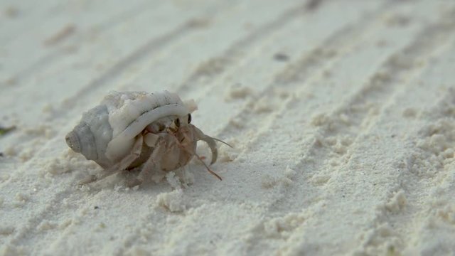 Kleine Krabbe bewegt sich auf Sandboden