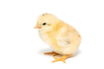 Chicken on white background