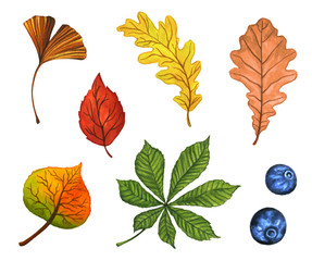 Watercolor set of beautiful colorful autumn leaves isolated on white background.