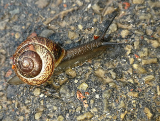 snail