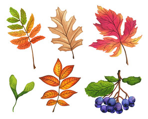 Naklejka premium Set of hand painted watercolor leaves, fruits and branches. Isolated objects on white background. Autumn foliage clip art.