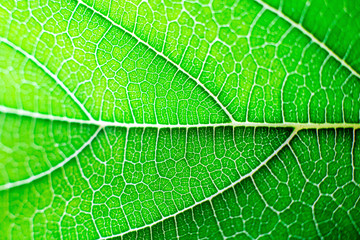 Fototapeta na wymiar Macro leaf green background , wapaper