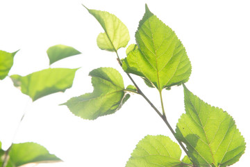Fototapeta na wymiar leaf green on white background