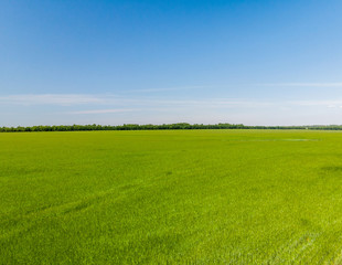 field of young wheat in Russia