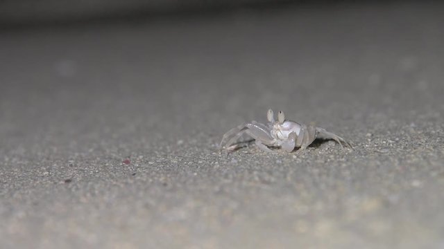 Krabbe putzt sich Auge nachts am Strand
