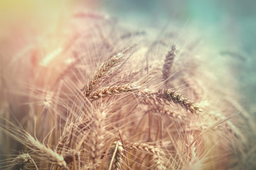Beautiful nature, beautiful wheat field, ripe wheat field, it is time for harvest