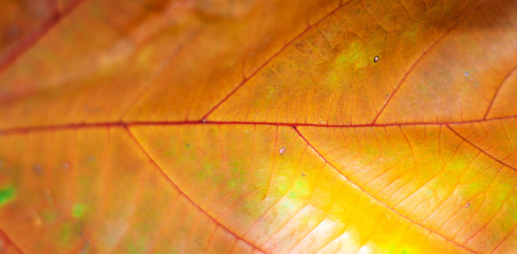 close up textured leaf isolated can be used as thanks giving background or a wallpaper