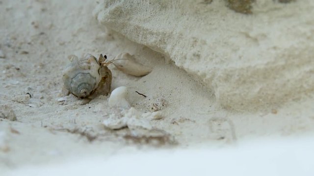 Kleine Krabbe versucht zu klettern