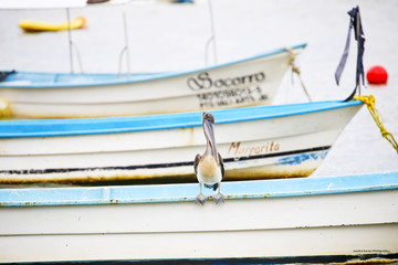 Pelican Perched Ocean Fishing Boats Nature