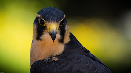 Peregrine falcon - 210879017
