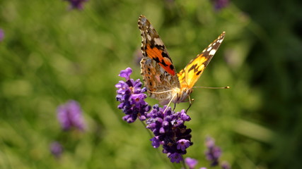 Schmetterling