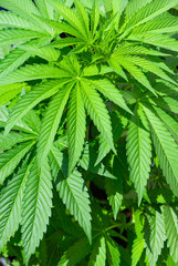 detail view of young cannabis plant