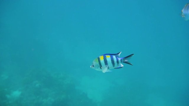 Gestreifter Fisch im Meer