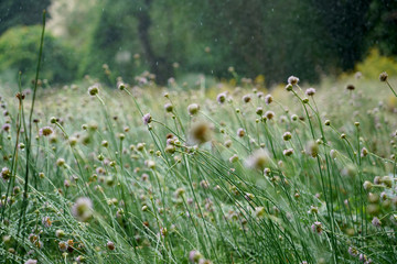 Public well maintained park in Germany in the summer to recover
