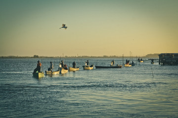 Pescaria com boto em Laguna SC