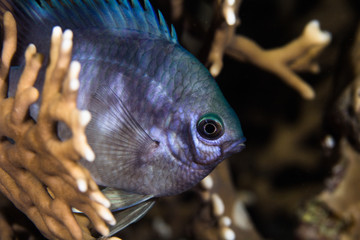 Close up of a Pale Damselfish (Amblyglyphidodon indicus) hiding behind a hard coral with it's...