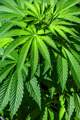 detail view of young cannabis plant