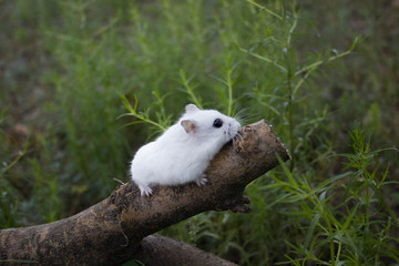 on a log the Dzhungar hamster