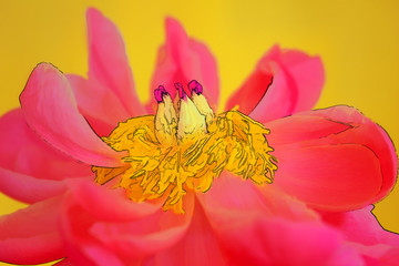 Fototapeta na wymiar Peony Flower Stamen