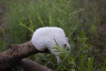 on a log the Dzhungar hamster