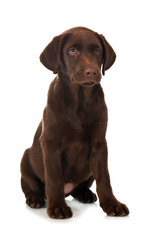 Sitzender Labrador Retriever Welpe isoliert auf wei&szlig;em Grund