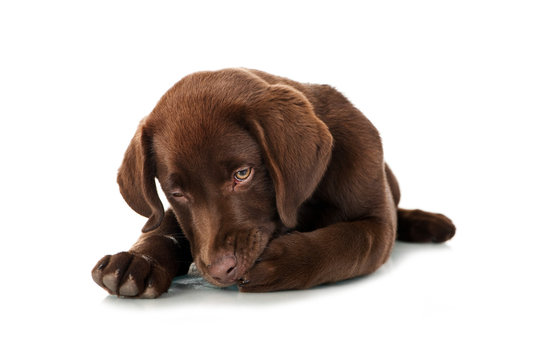 Labrador Retriever Welpe schleckt sich die Pfote