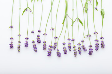 Lavender flowers on a white background