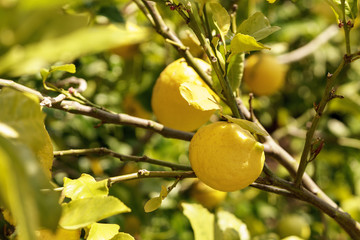 Yellow lemon on green lemon tree in sunlight.