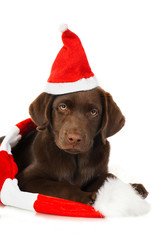 Labradorwelpe mit Nikolausmütze