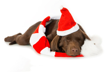 Schlafender Labradorwelpe mit Weihnachtsmütze und Schal