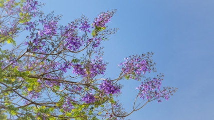 Цветущая жакаранда.