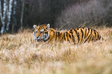 Siberian Tiger in the snow (Panthera tigris)