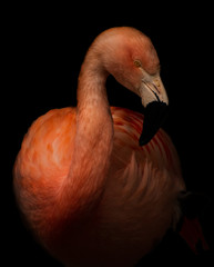 Flamingo Black - 210882238