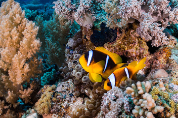 Naklejka na ściany i meble Two Red Sea anemonefish (Amphiprion bicinctus) protecting their anemone on the coral reef. Orange fish with dark body and two white stripes. 