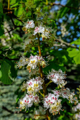 Flowering branches of chestnut tree.