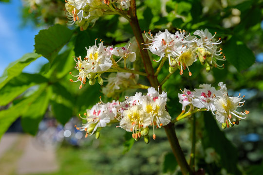 Flowering branches of chestnut tree.
