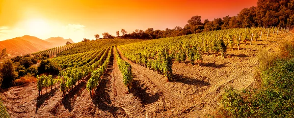 Deurstickers Wijngaard Zonsopgang op een heuvel wijngaard in Sardinië. Overzicht. Traditionele landbouw.